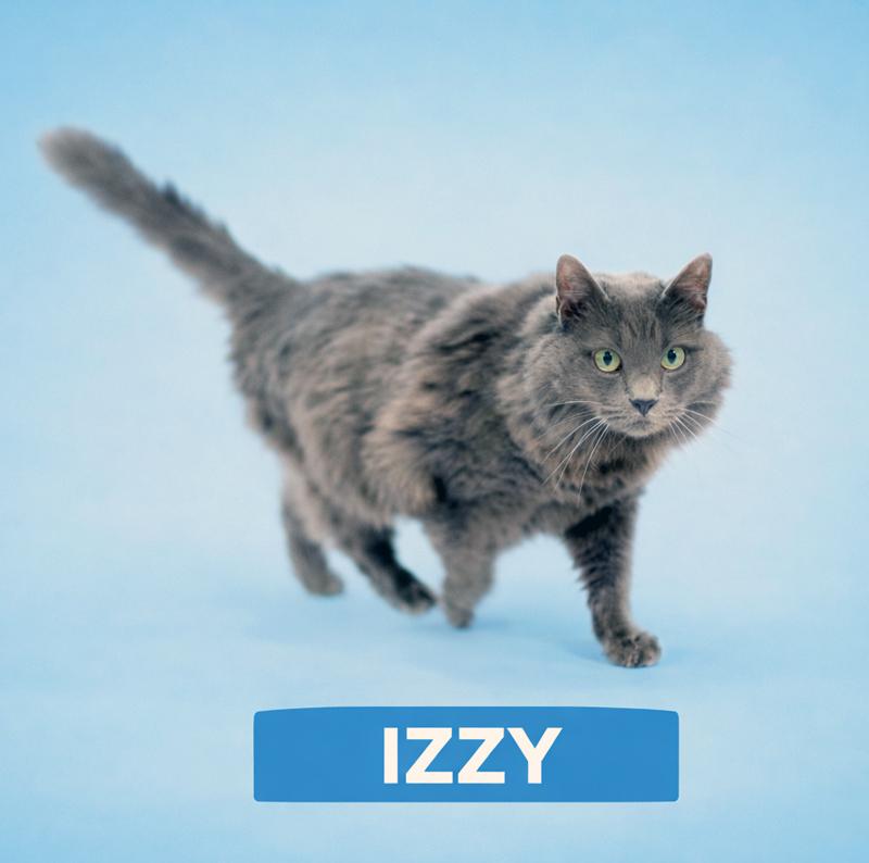 Enlarge IZZY , a Adoptable Domestic Long Hair in San Clemente, CA image 2/4