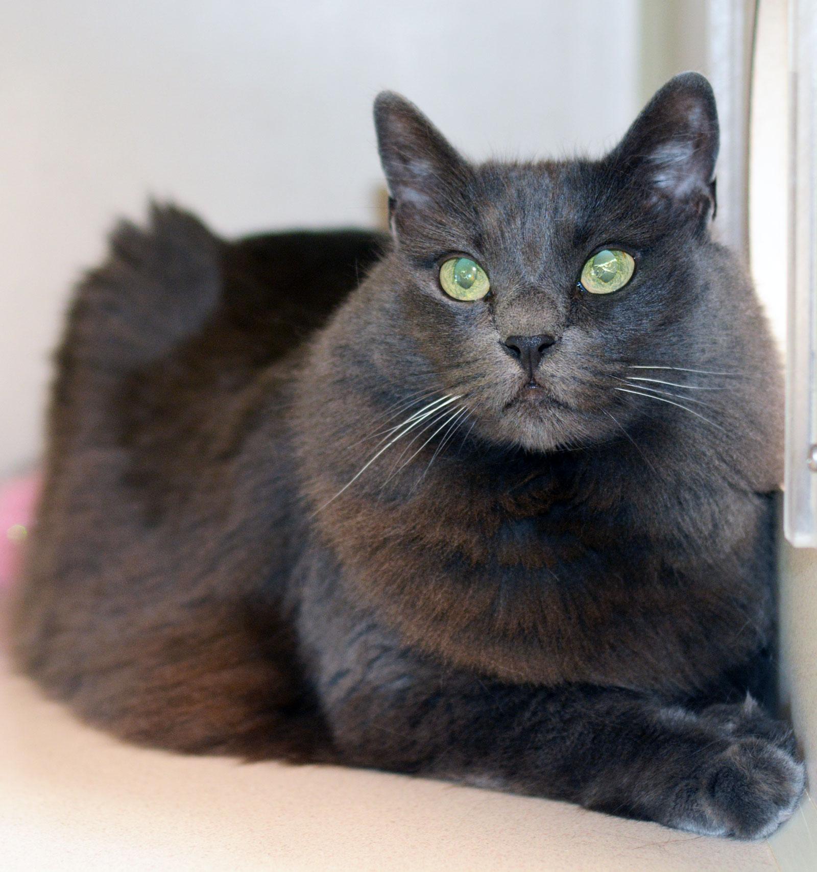 IZZY, a Adoptable Domestic Long Hair in San Clemente, CA image 3/3