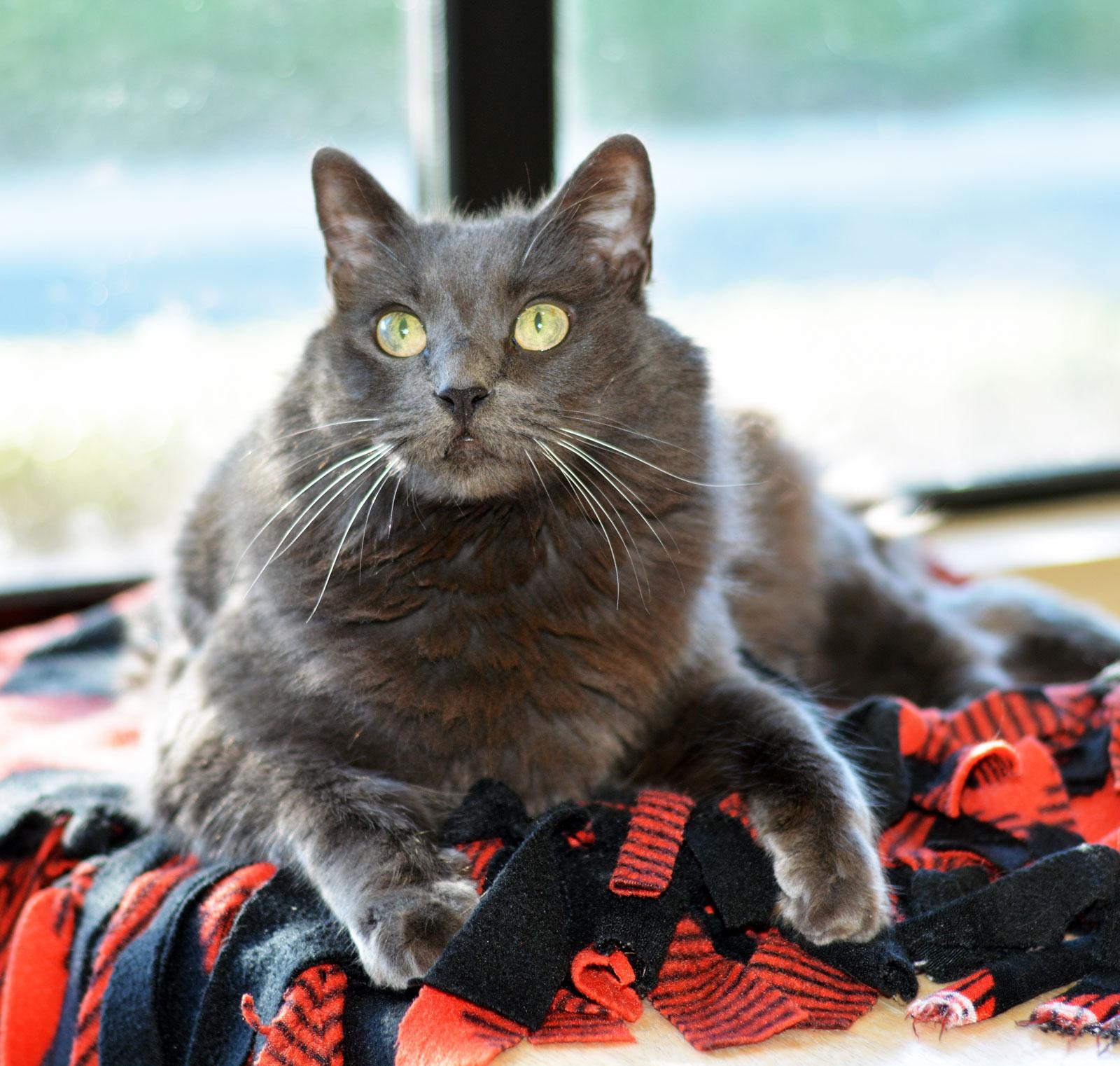 Enlarge IZZY - ADOPT ME FOR $14 THIS MONTH!, a Adoptable Domestic Long Hair in San Clemente, CA image 4/4