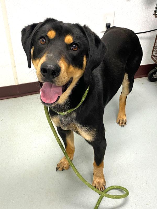Enlarge Jack Jack, a ADOPTABLE mixed breed in Monroe, GA image 5/6