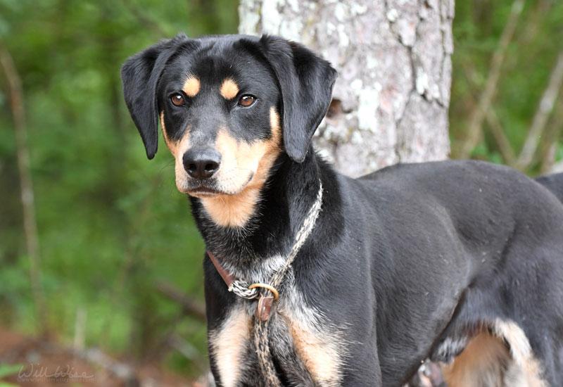 Enlarge Jack Jack, a ADOPTABLE mixed breed in Monroe, GA image 1/6