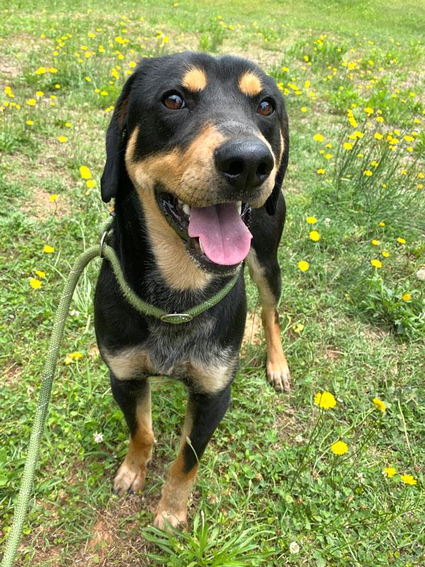 Enlarge Jack Jack, a ADOPTABLE mixed breed in Monroe, GA image 4/6