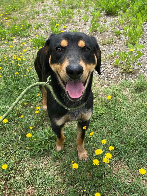 Enlarge Jack Jack, a ADOPTABLE mixed breed in Monroe, GA image 6/6