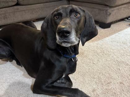 Enlarge Bronco, an adopted mixed breed in Lewiston, ID image 2/3