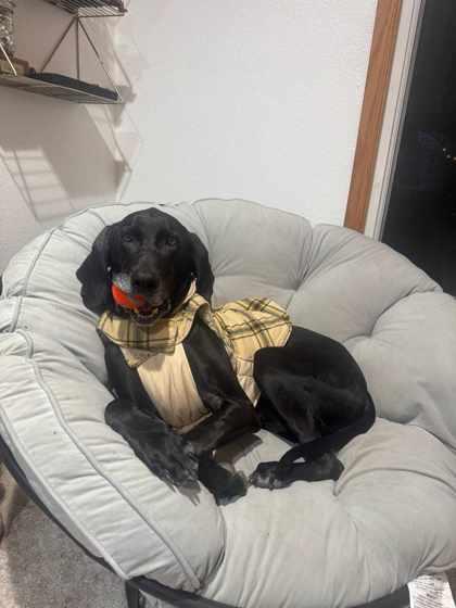 Enlarge Bronco, an adopted mixed breed in Lewiston, ID image 3/3