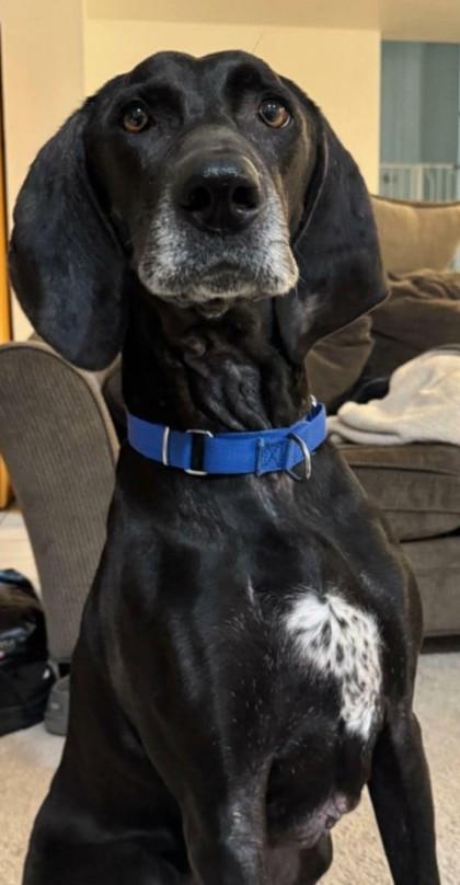 Bronco, adopted, Adult Male Hound & Weimaraner.