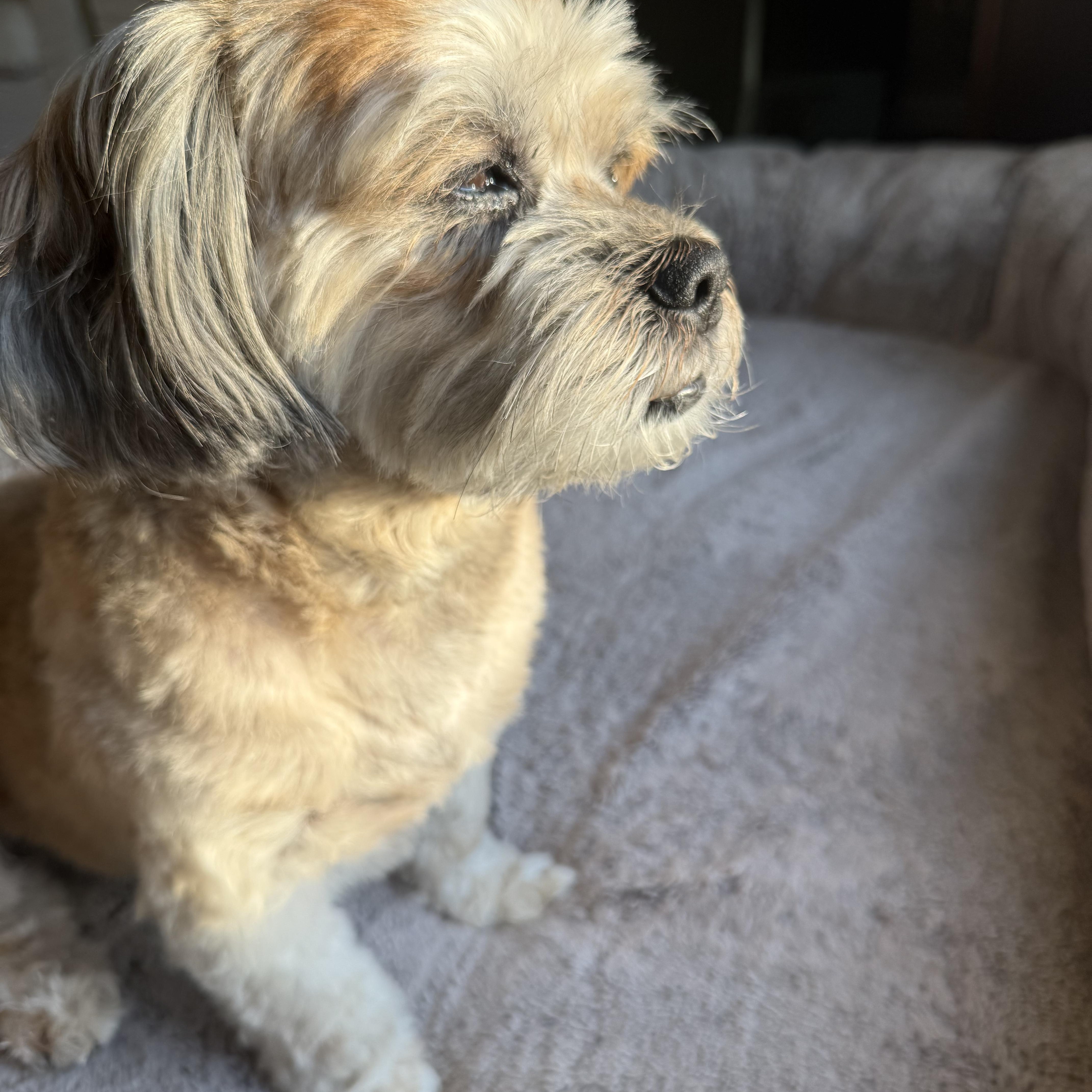 Enlarge Billy Bob Turner, an adopted mixed breed in Plano, TX image 2/4