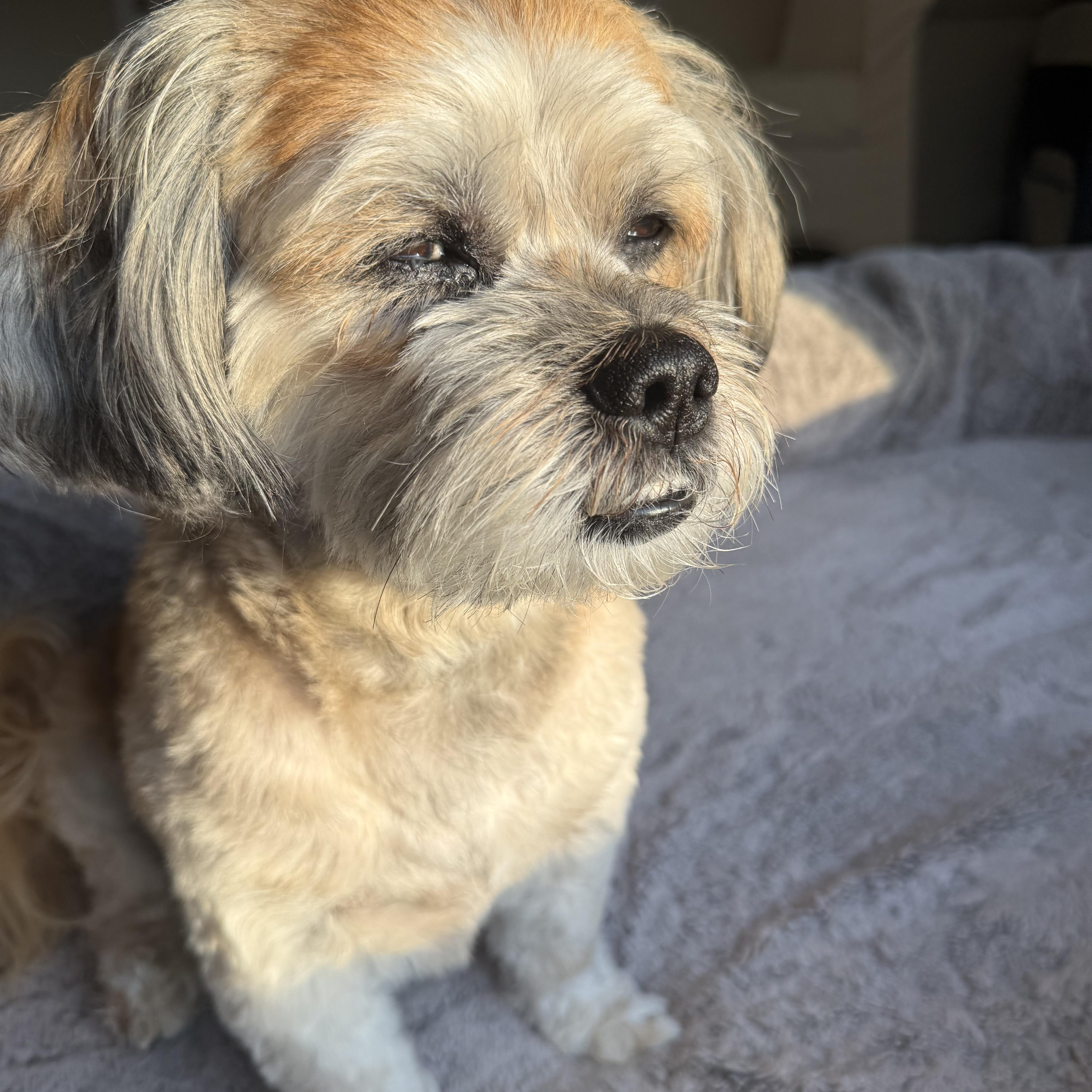 Enlarge Billy Bob Turner, an adopted mixed breed in Plano, TX image 3/4