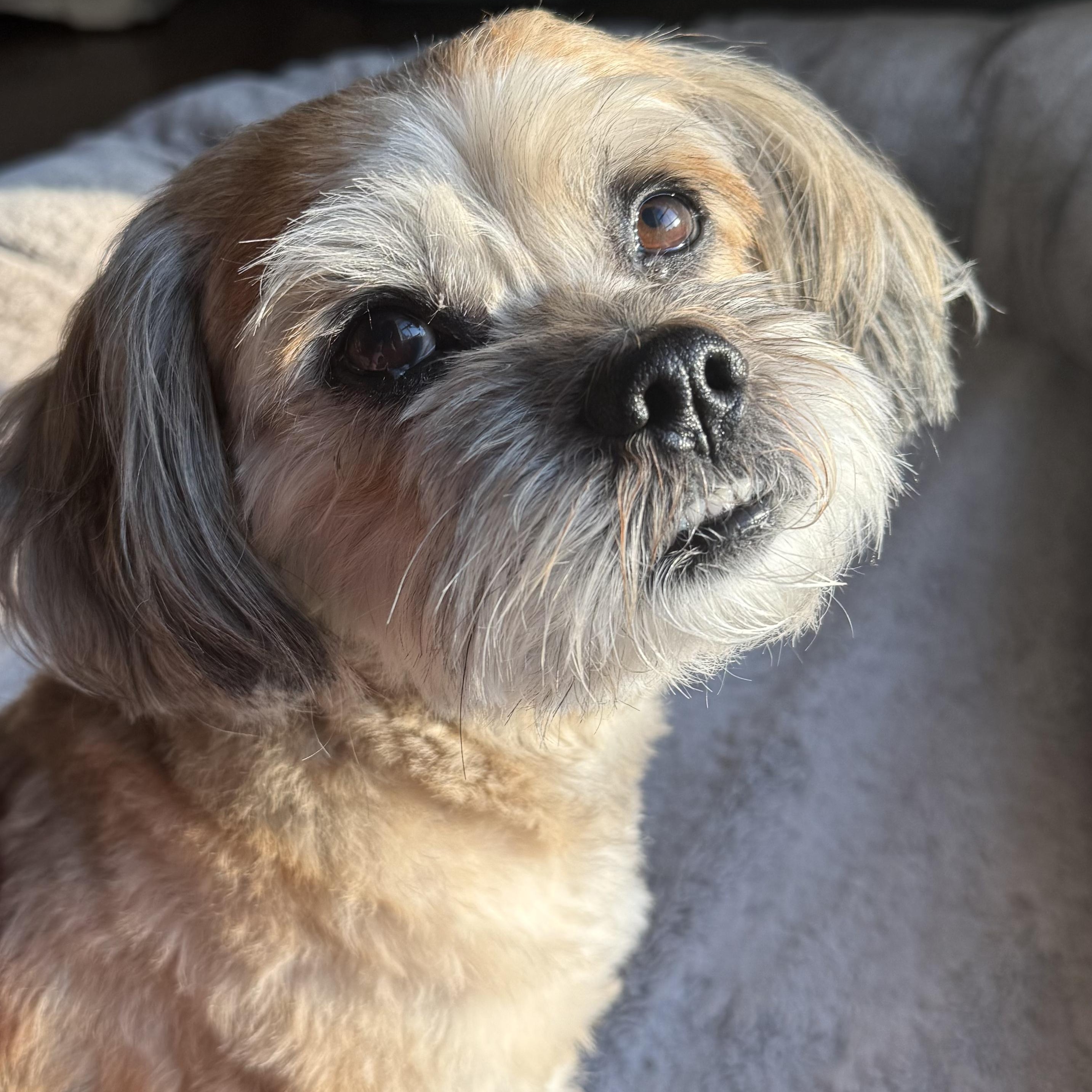 Enlarge Billy Bob Turner, an adopted mixed breed in Plano, TX image 4/4