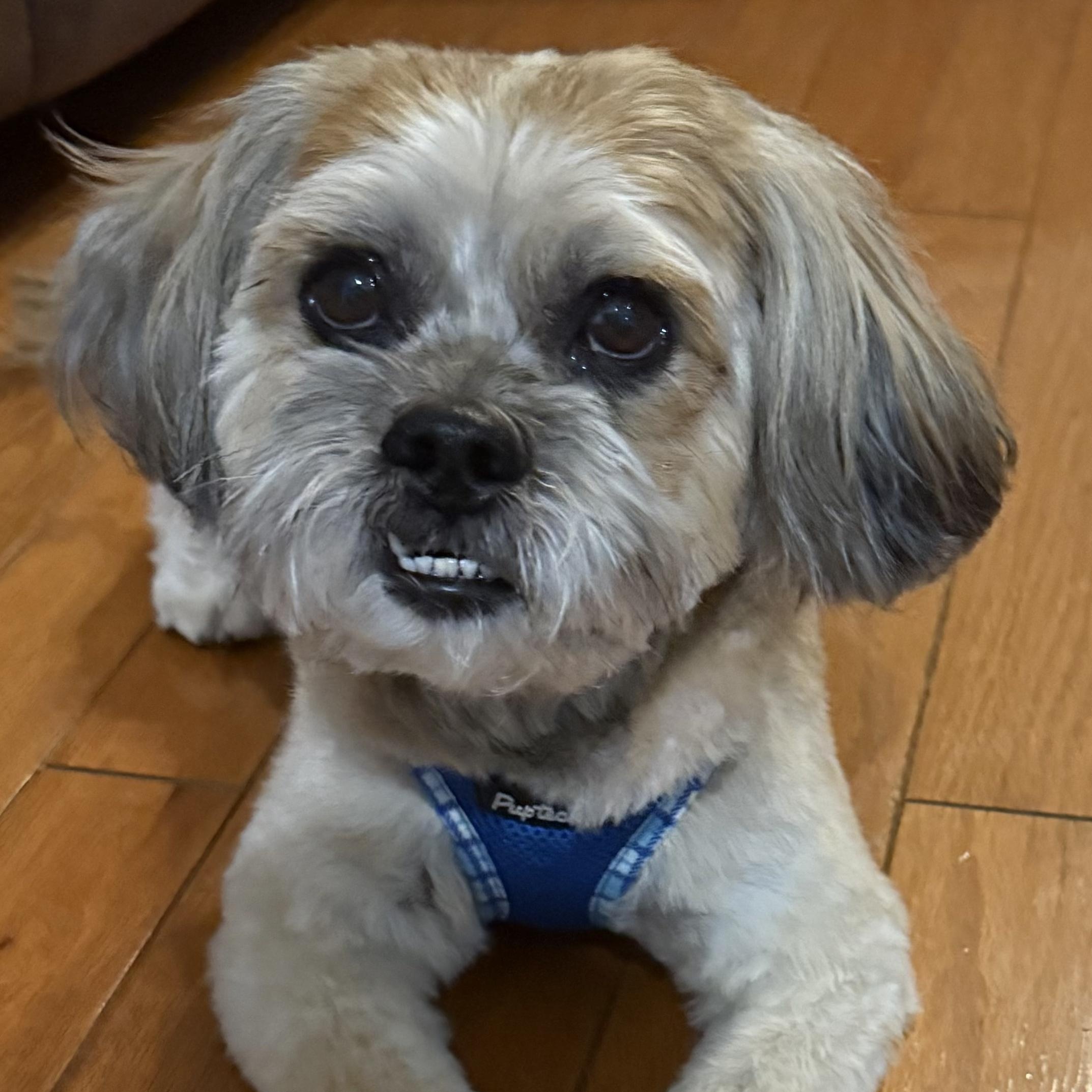 Billy Bob Turner, adopted, Adult Male Tibetan Terrier.