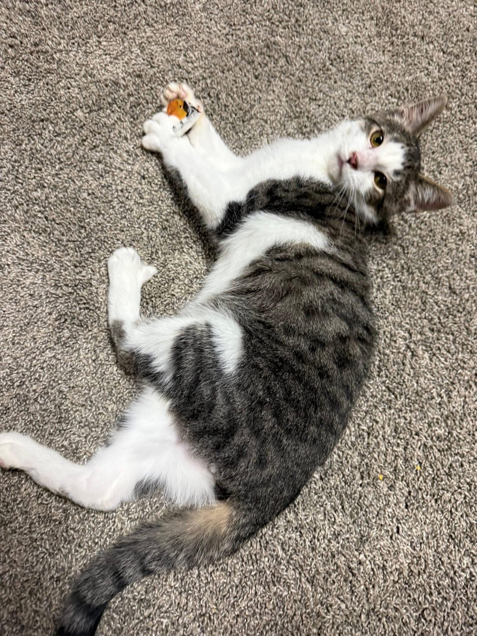 Enlarge Marlin, an adopted Domestic Short Hair in Richland Center, WI image 1/2