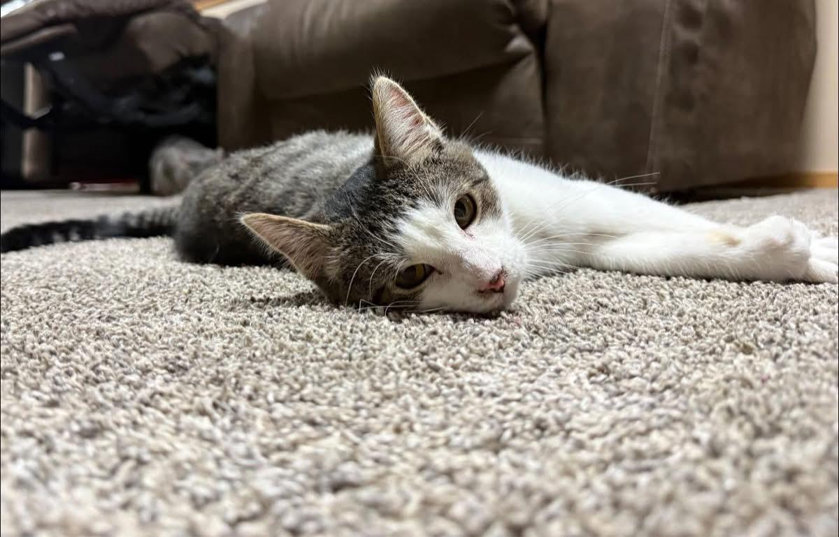 Enlarge Marlin, an adopted Domestic Short Hair in Richland Center, WI image 2/2