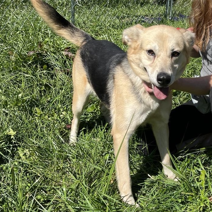 Enlarge North, an adopted mixed breed in Lemont, IL image 2/6