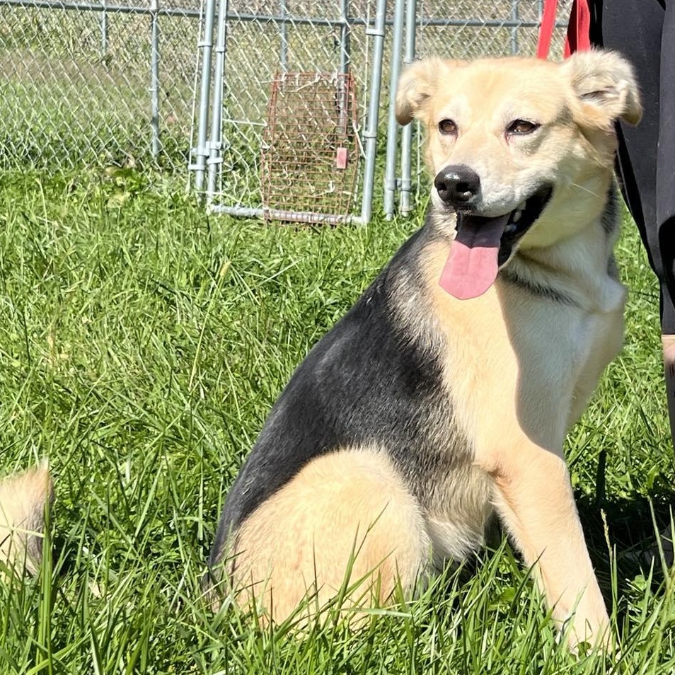 Enlarge North, an adopted mixed breed in Lemont, IL image 1/6
