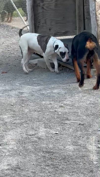 Enlarge North, an adopted mixed breed in Lemont, IL video 6/6