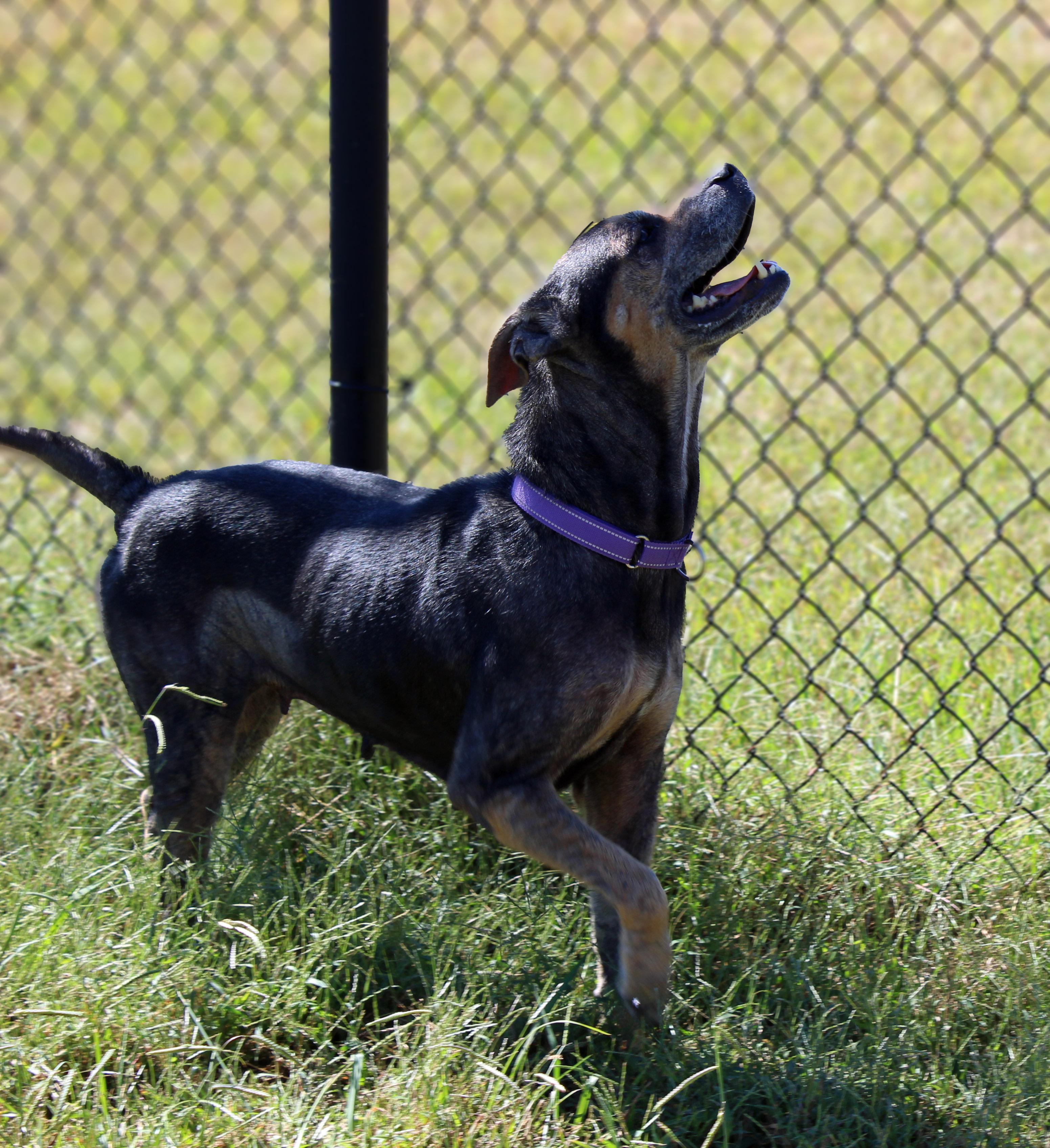 Enlarge Becky, a Adoptable mixed breed in Lebanon, TN image 4/6