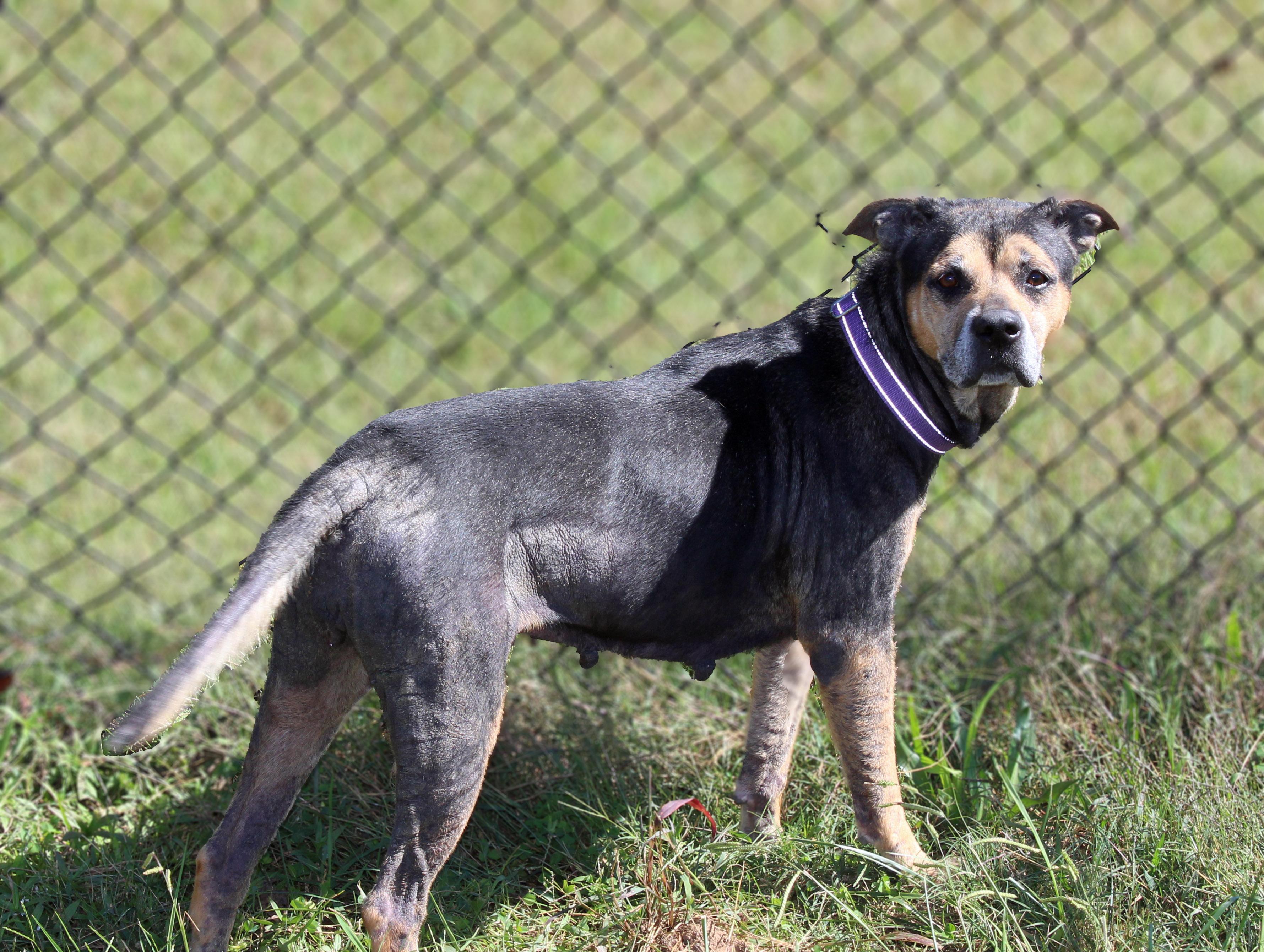 Enlarge Becky, a Adoptable mixed breed in Lebanon, TN image 6/6