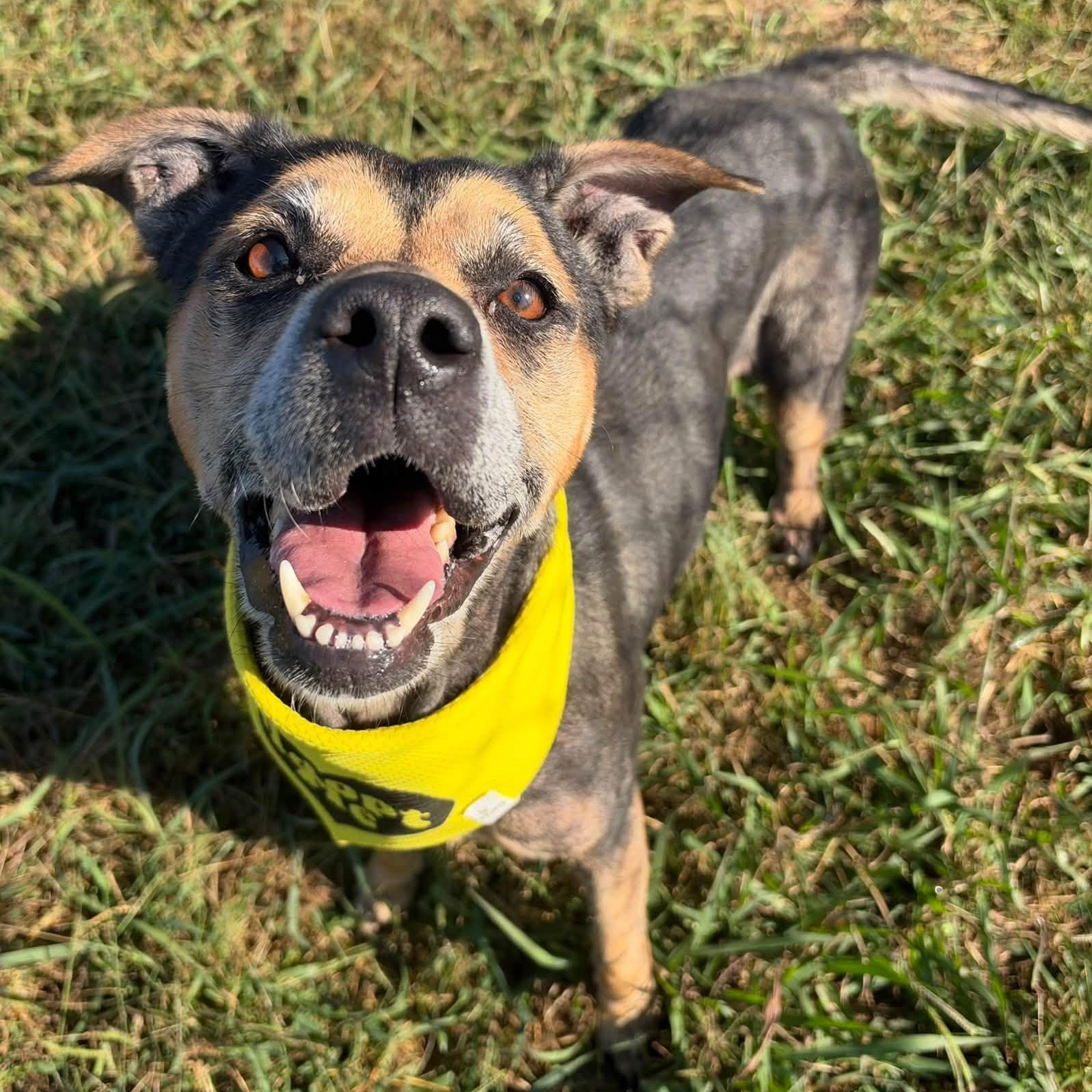 Becky, Adoptable, Senior Female Pit Bull Terrier & Hound.