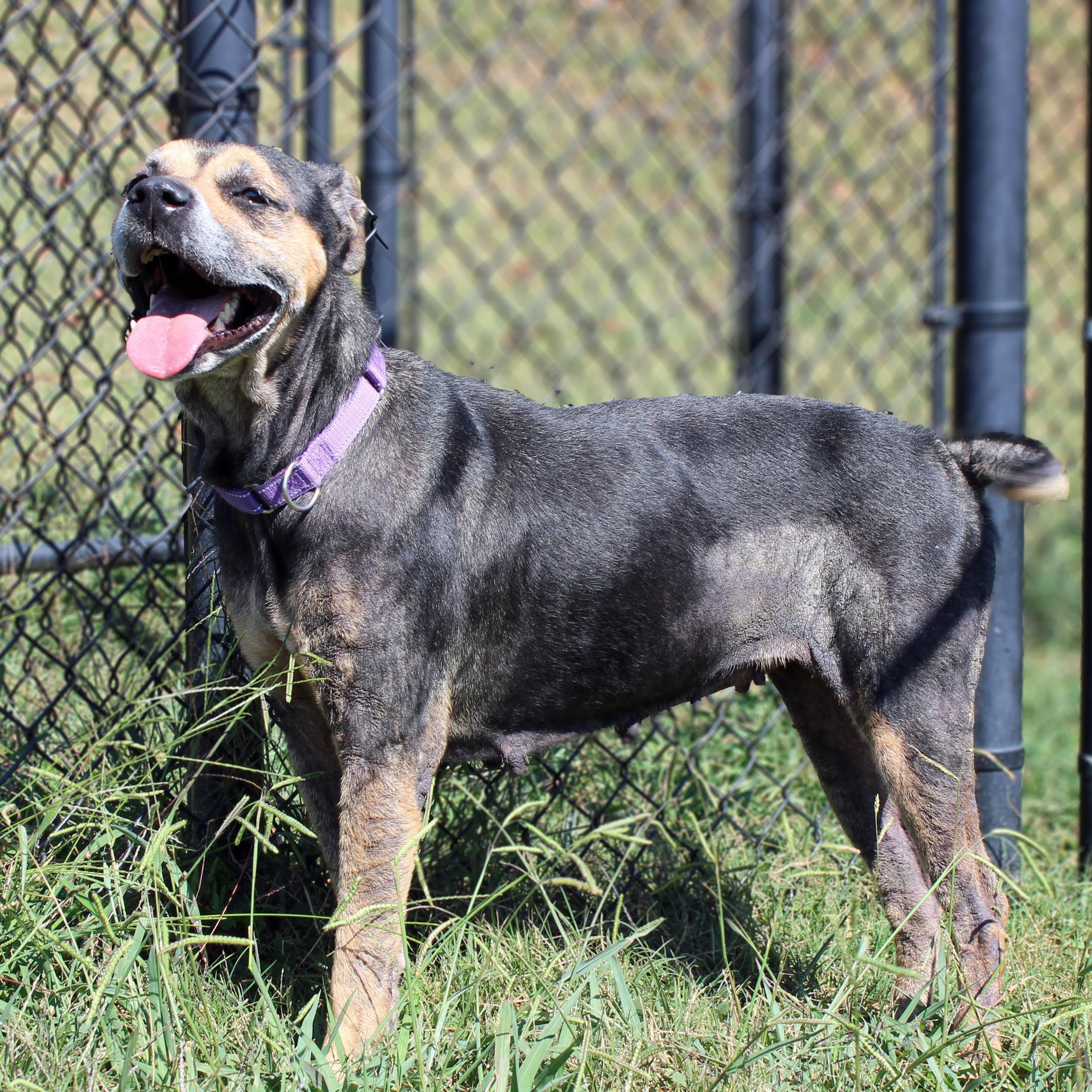 Enlarge Becky, a Adoptable mixed breed in Lebanon, TN image 2/6