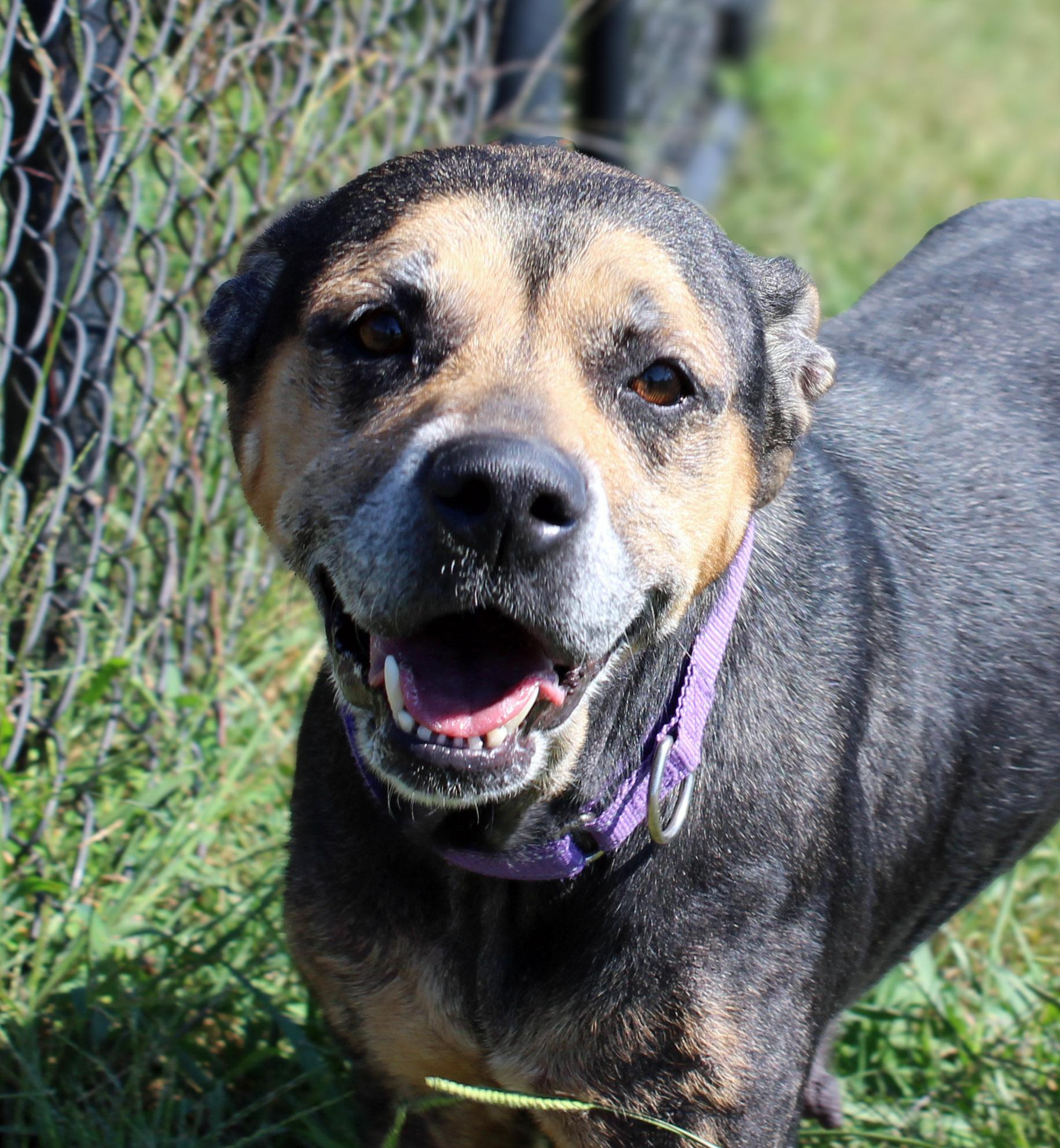 Becky, Adoptable, Senior Female Pit Bull Terrier & Hound.