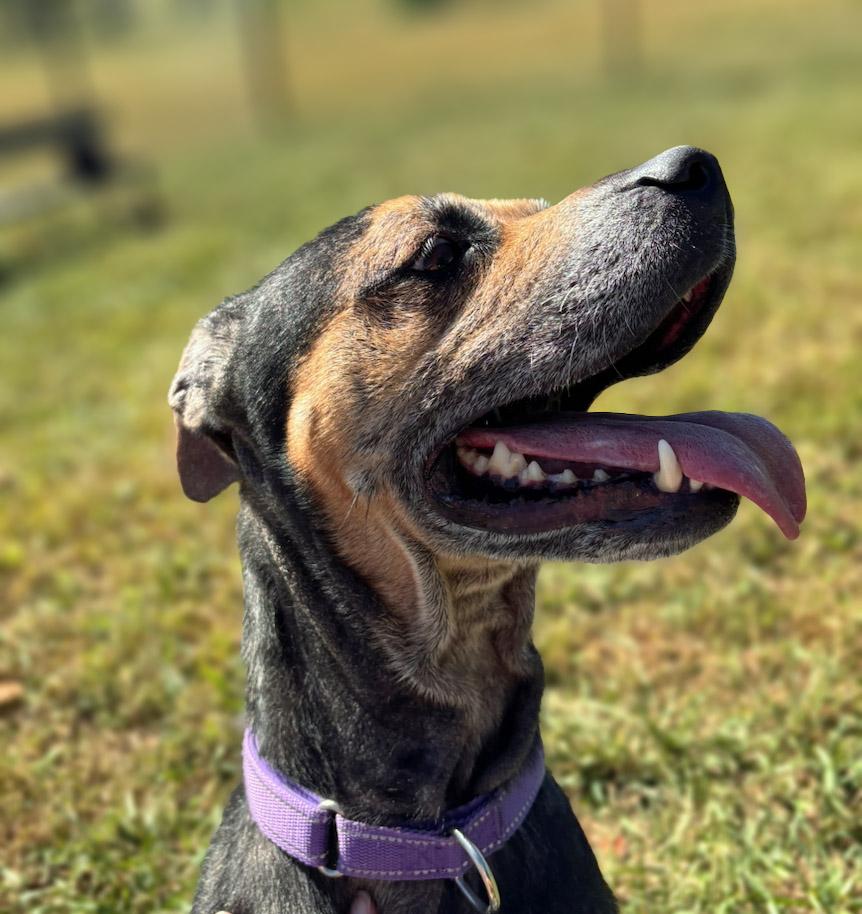Enlarge Becky, a Adoptable mixed breed in Lebanon, TN image 3/6