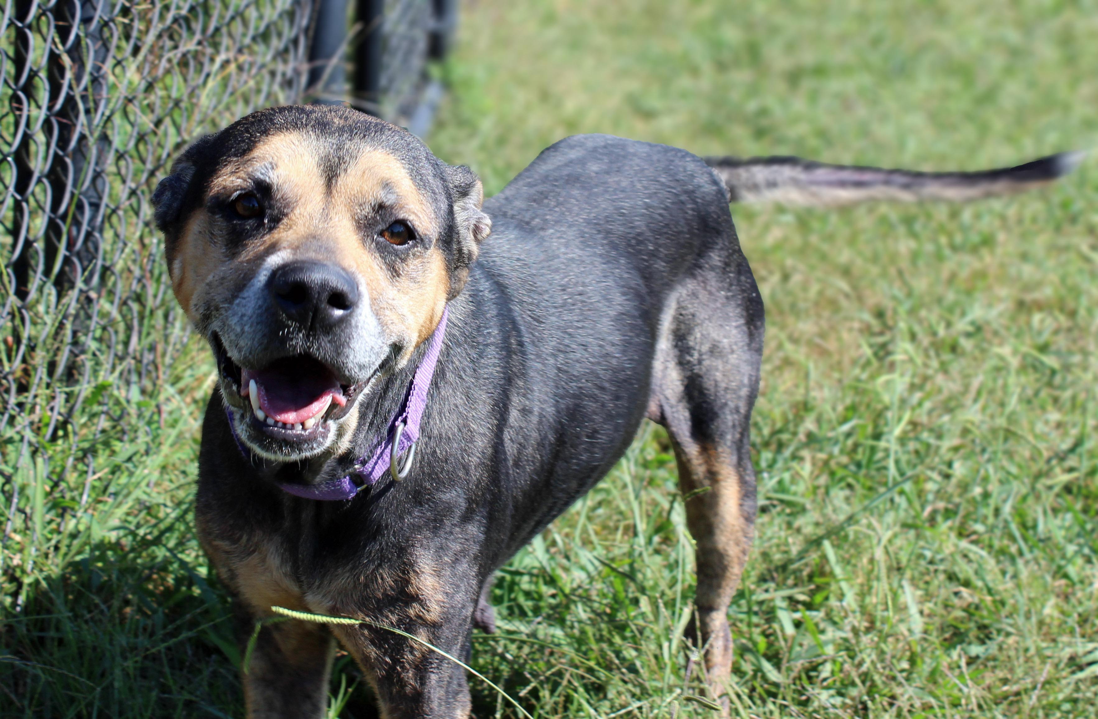 Enlarge Becky, a Adoptable mixed breed in Lebanon, TN image 5/6