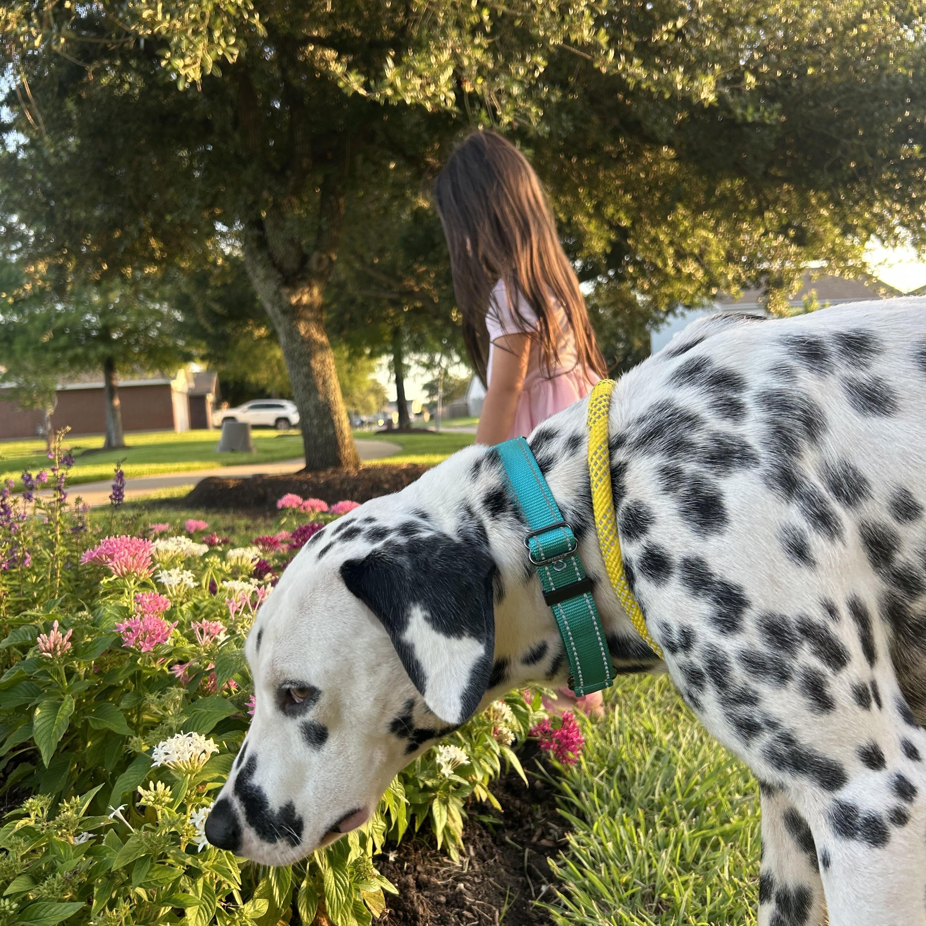 Henry, an adopted mixed breed in Albany, NY image 6/6