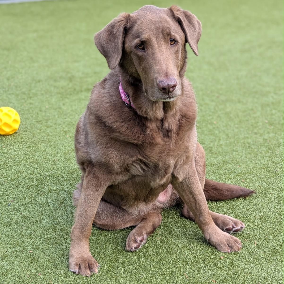 Maple Syrup, Adoptable, Senior Female Chocolate Labrador Retriever & Chesapeake Bay Retriever.