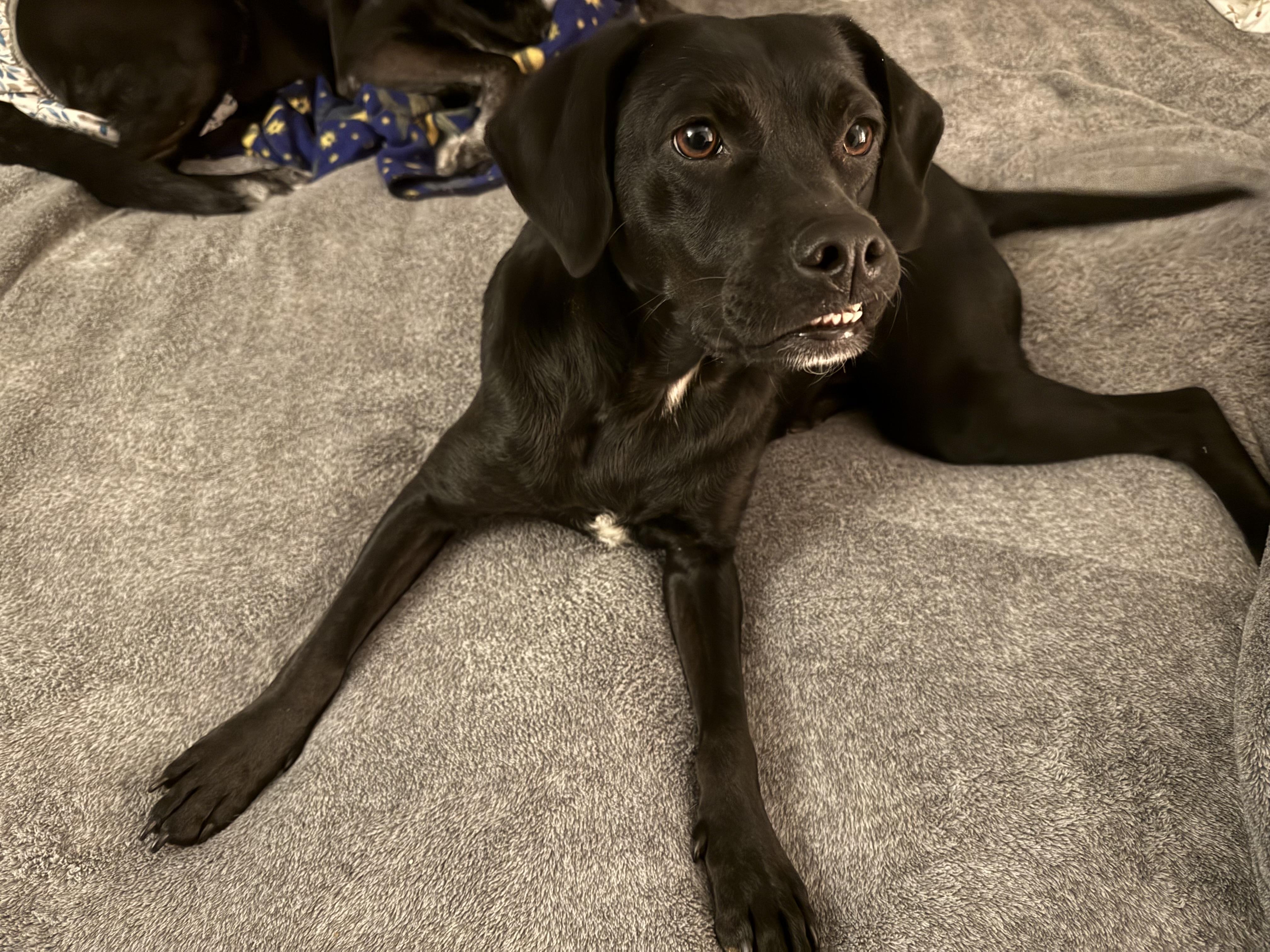 Remi, ADOPTABLE, Young Female Beagle.