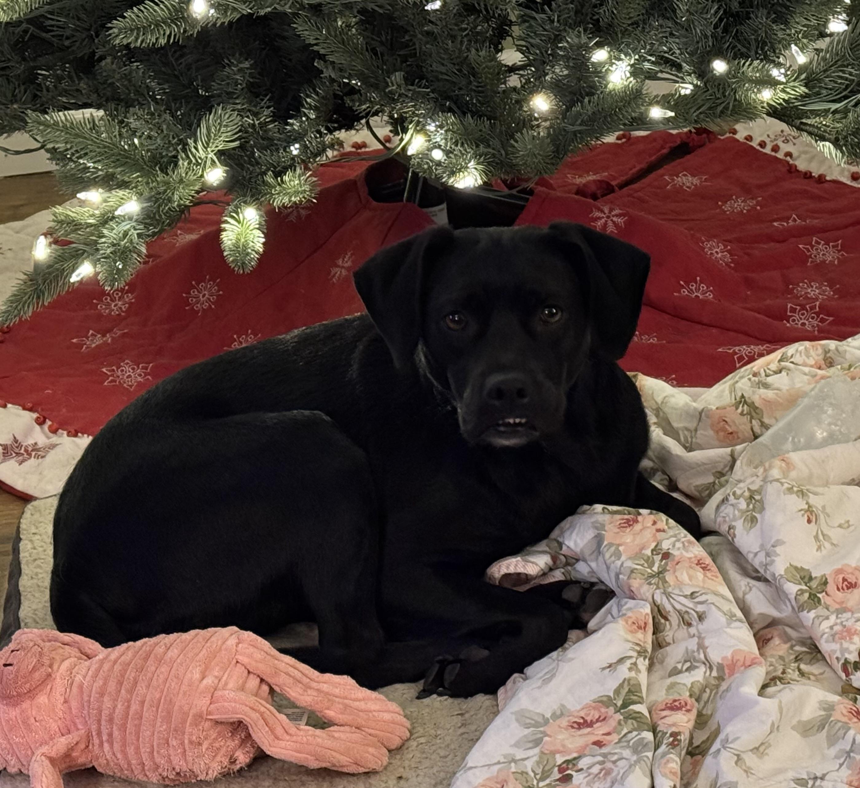 Enlarge Remi, a ADOPTABLE mixed breed in Lincoln University, PA image 2/4