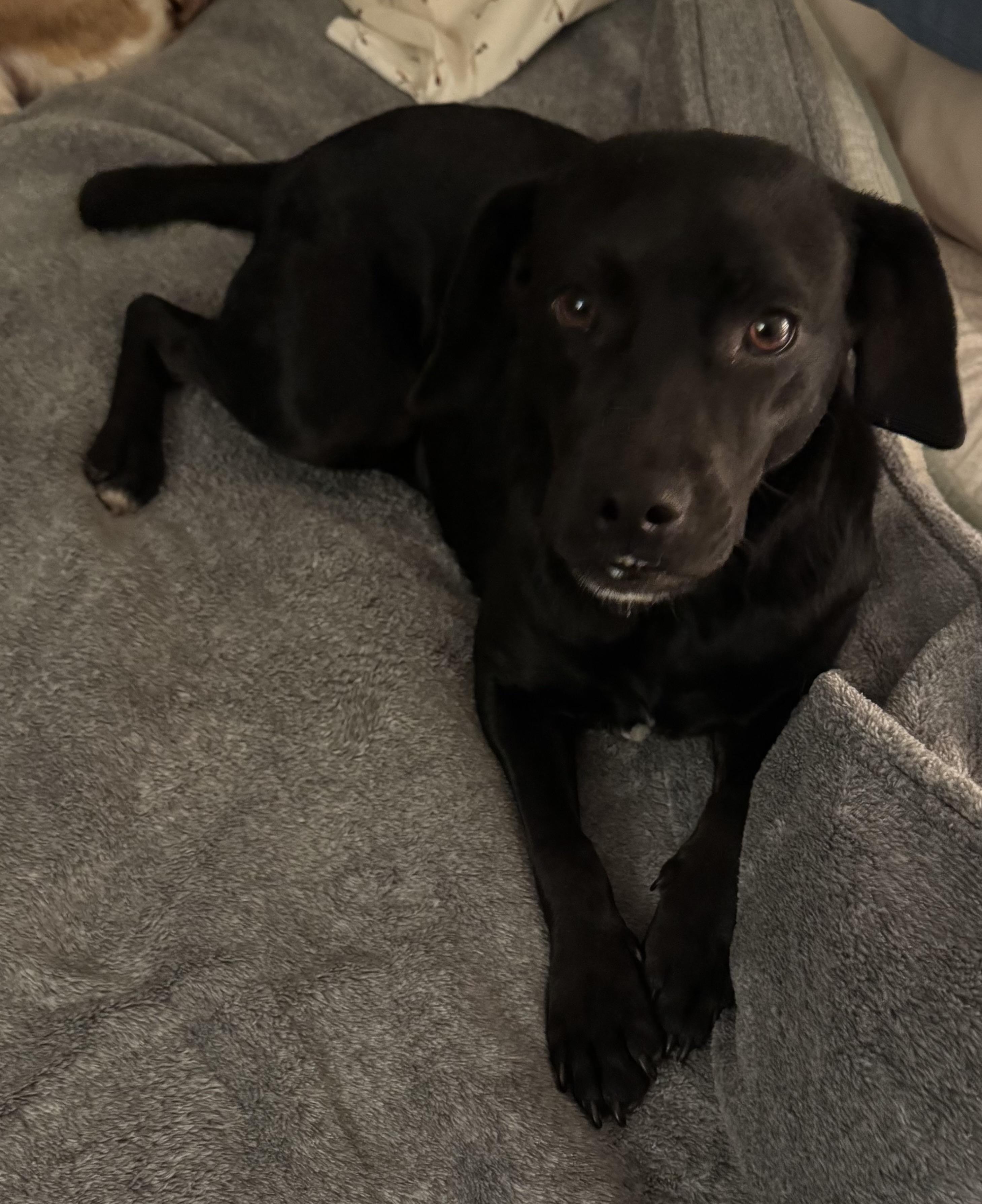 Enlarge Remi, a ADOPTABLE mixed breed in Lincoln University, PA image 3/4