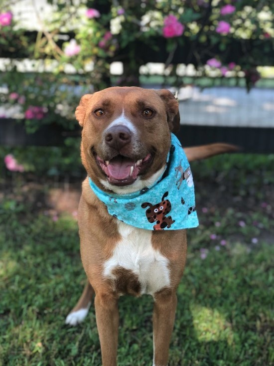 Mouse, a Adoptable mixed breed in Hollywood, SC image 1/10