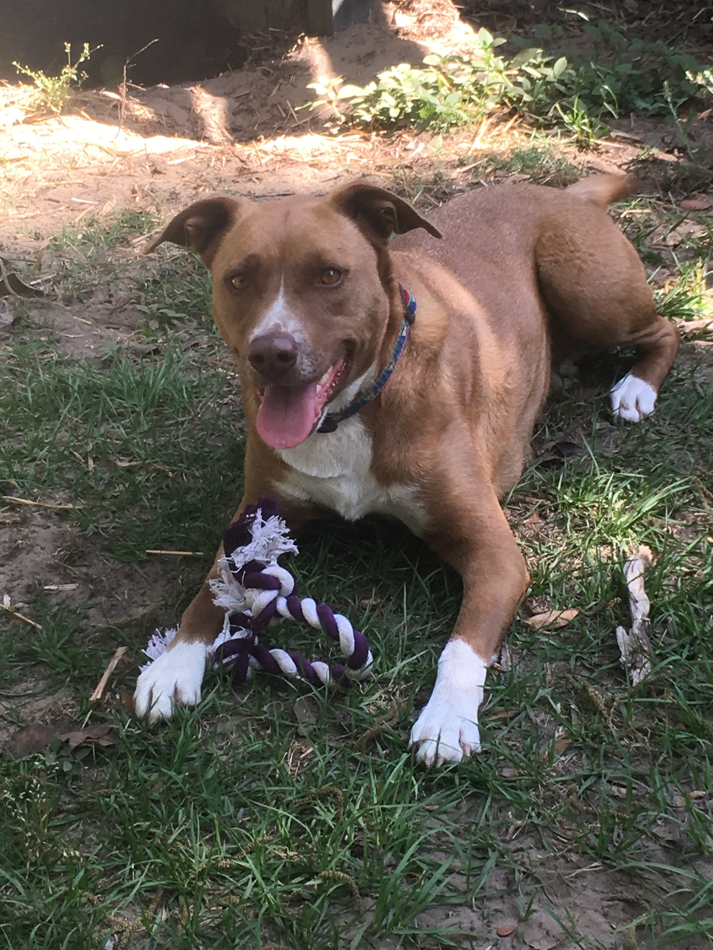 Mouse, a Adoptable mixed breed in Hollywood, SC image 2/10