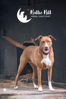 Mouse, a Adoptable mixed breed in Hollywood, SC image 4/10