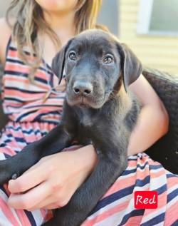 Color Crew - Magenta, Purple, Orange, Red, Yellow