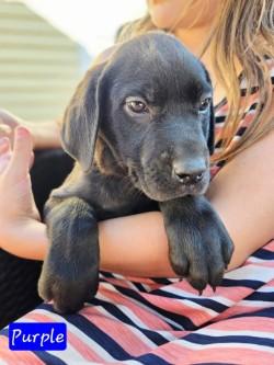 Color Crew - Magenta, Purple, Orange, Red, Yellow