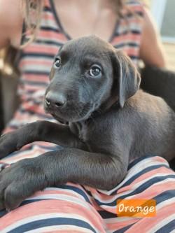 Color Crew - Magenta, Purple, Orange, Red, Yellow