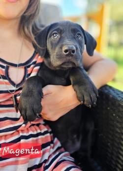 Color Crew - Magenta, Purple, Orange, Red, Yellow