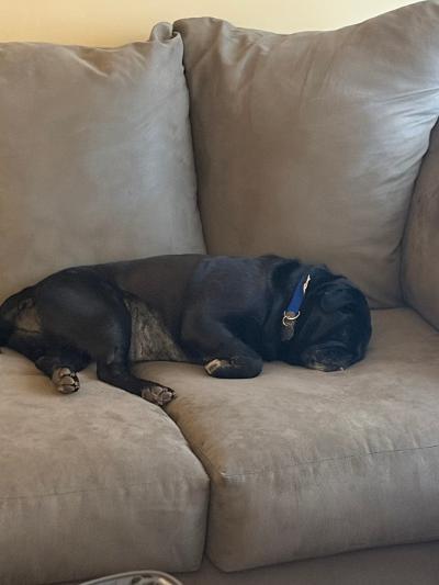 Enlarge Leo, an adopted Pug in Salt Lake City, UT image 5/5