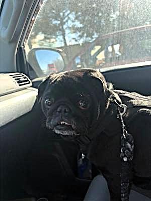 Enlarge Leo, an adopted Pug in Salt Lake City, UT image 4/5