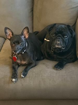 Enlarge Leo, an adopted Pug in Salt Lake City, UT image 2/5