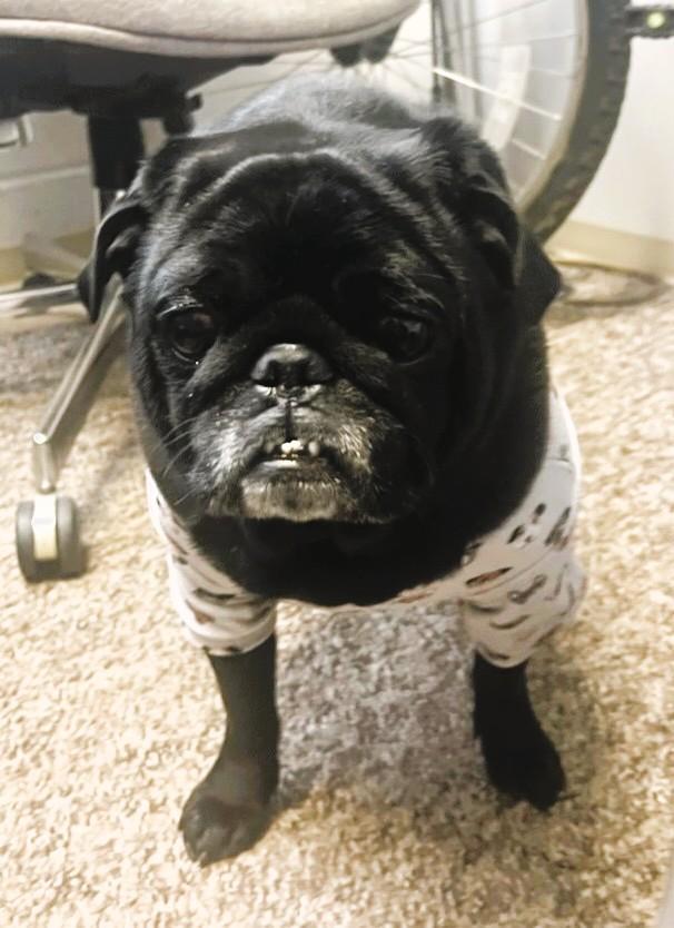 Enlarge Leo, an adopted Pug in Salt Lake City, UT image 3/5