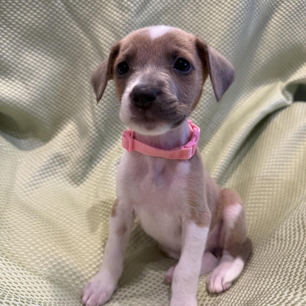 Princess, Adoptable, Puppy Female Foxhound & Boxer.