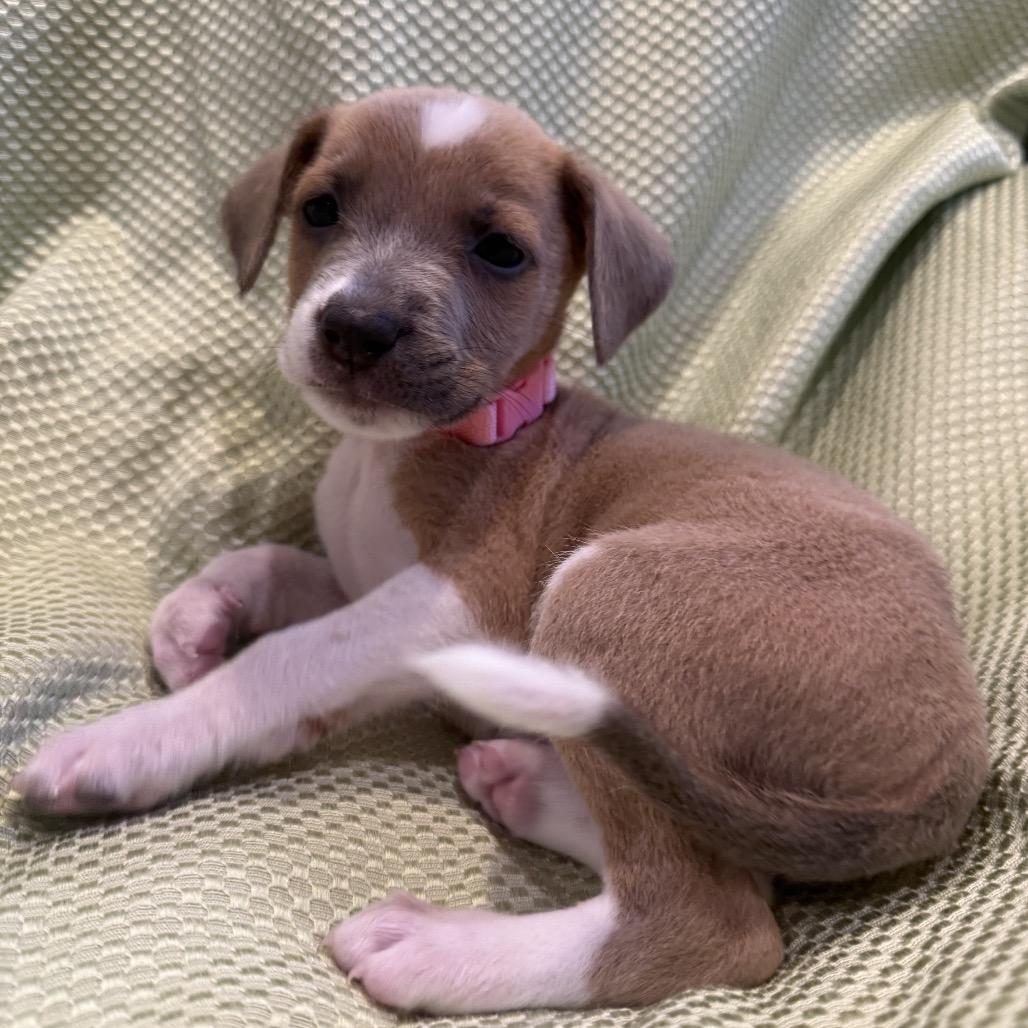 Enlarge Princess, a Adoptable mixed breed in San Antonio, TX image 2/4