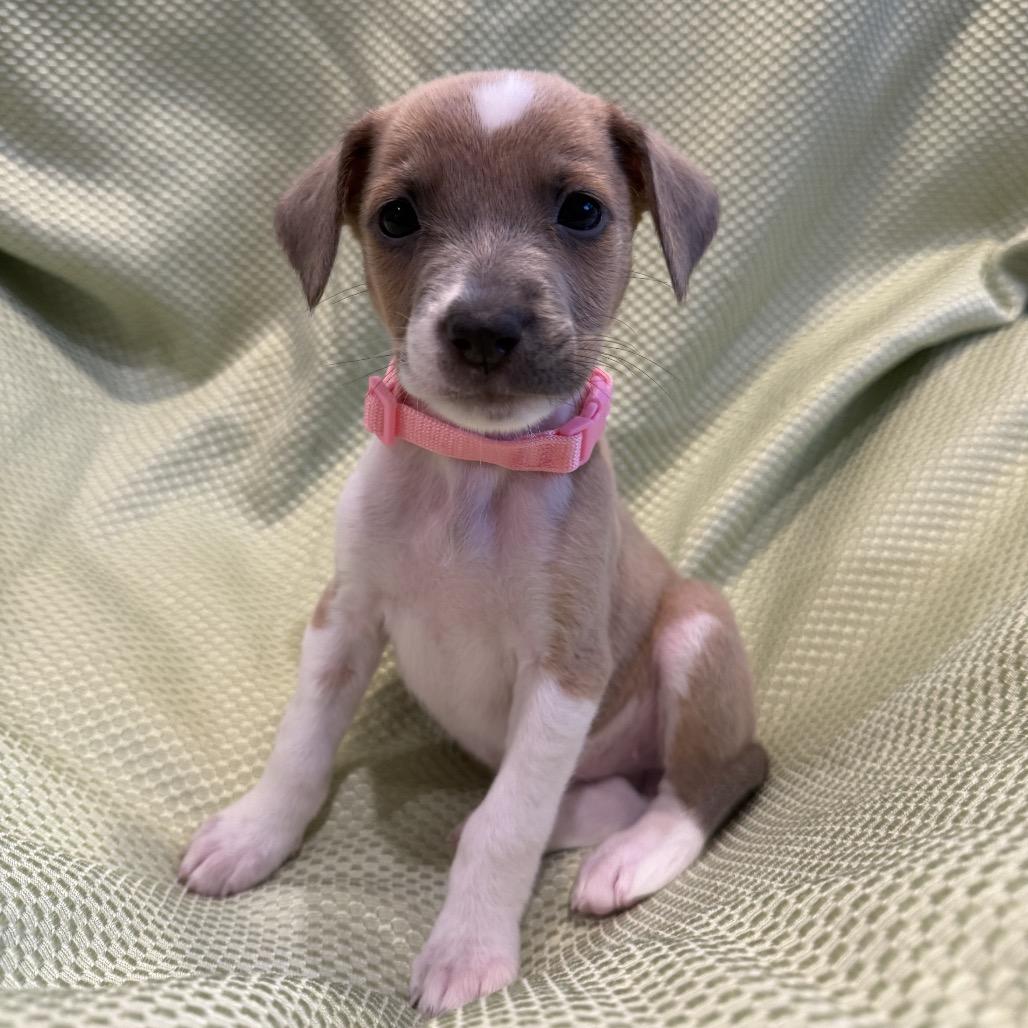 Enlarge Princess, a Adoptable mixed breed in San Antonio, TX image 3/4