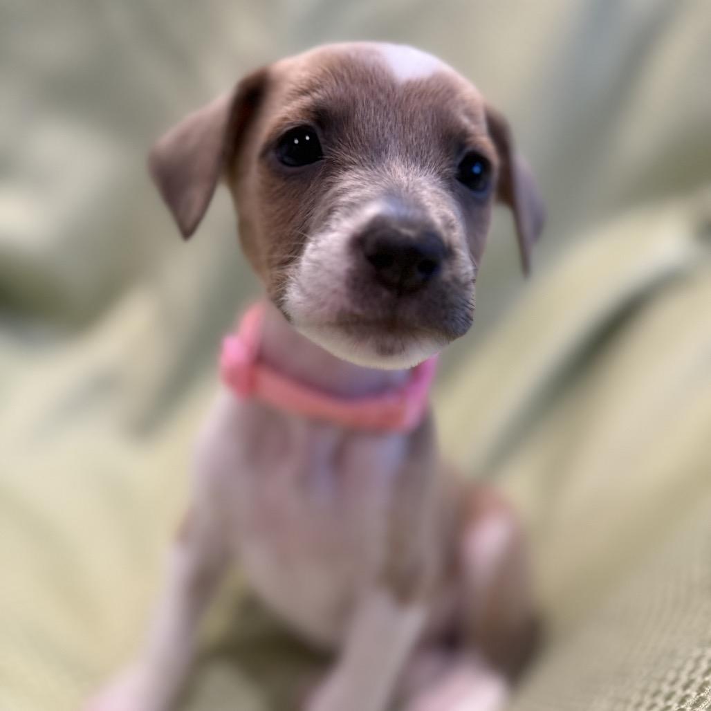 Enlarge Princess, a Adoptable mixed breed in San Antonio, TX image 4/4