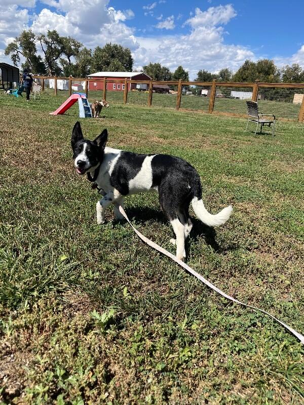 Simms, Adoptable, Puppy Male Australian Cattle Dog / Blue Heeler & Mixed Breed.