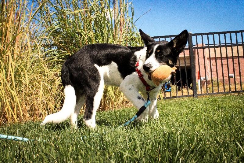Enlarge Simms, a Adoptable mixed breed in Westminster, CO image 1/6