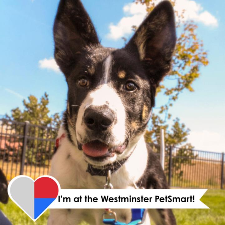 Enlarge Simms, a Adoptable mixed breed in Westminster, CO image 2/6