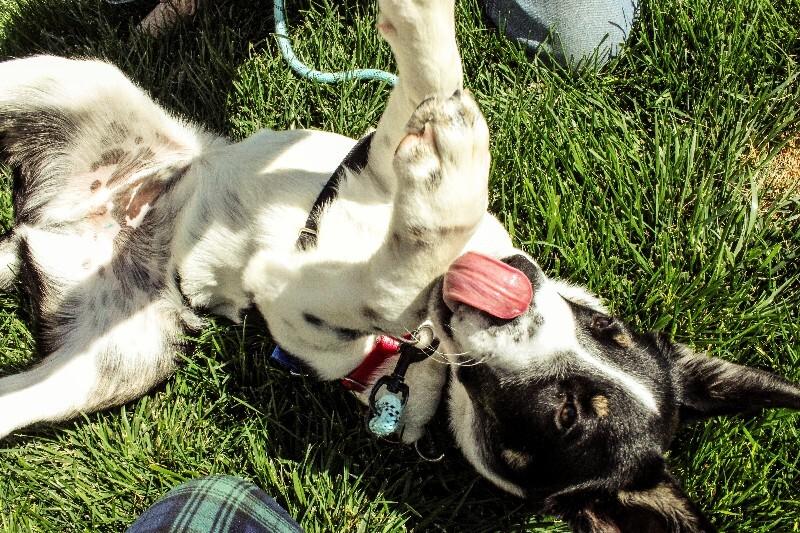 Enlarge Simms, a Adoptable mixed breed in Westminster, CO image 3/6